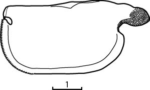 Outline of Bathyconchoecia  foveolata