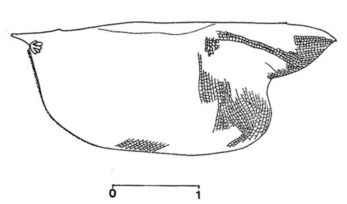 Outline of Bathyconchoecia  hardingae