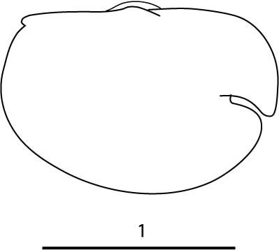 Outline of Bathyconchoecia  kornickeri