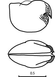 Outline of Bathyconchoecia  paulula