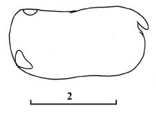 Outline of Conchoecia  macrocheira