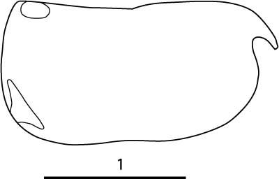 Outline of Conchoecia  magna