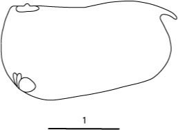 Outline of Conchoecia  parvidentata