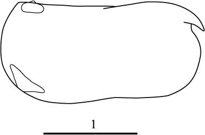 Outline of Conchoecia  subarcuata