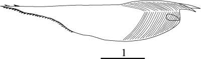 Outline of Conchoecilla  daphnoides