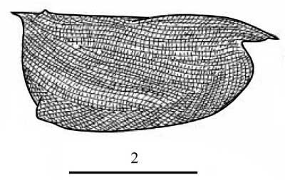 Outline of Conchoecissa  ametra