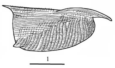 Outline of Conchoecissa  imbricata
