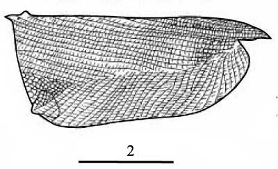 Outline of Conchoecissa  plinthina