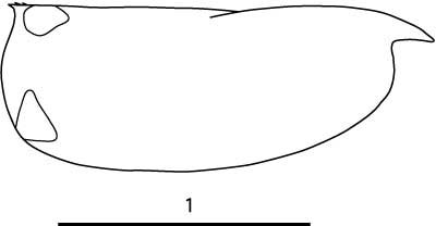 Outline of Discoconchoecia  elegans