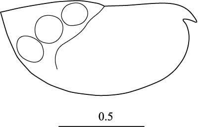 Outline of Euconchoecia  chierchiae