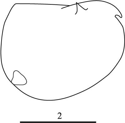 Outline of Fellia  cornuta