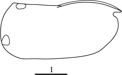 Outline of Loricoecia  acutimarginata
