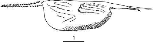 Outline of Macroconchoecia  caudata