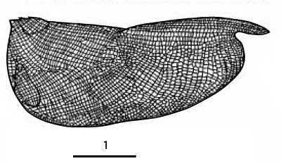 Outline of Macroconchoecia  macroreticulata
