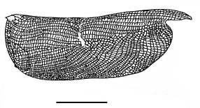 Outline of Macroconchoecia  reticulata