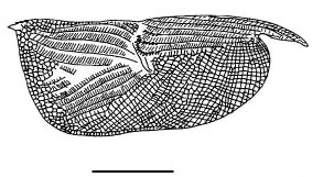 Outline of Macroconchoecia  spinireticulata
