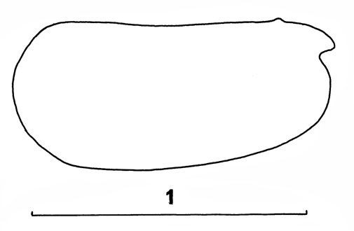 Outline of Metaconchoecia  fowleri