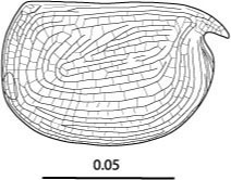 Outline of Mikroconchoecia  curta