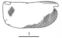 Outline of Mollicia  mollis