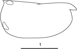 Outline of Orthoconchoecia  bispinosa