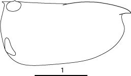 Outline of Orthoconchoecia  secernenda