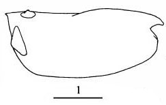 Outline of Paraconchoecia  aequiseta