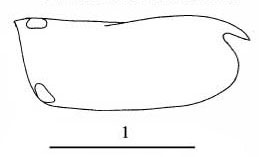 Outline of Paraconchoecia  allotherium