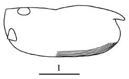 Outline of Paraconchoecia  cophopyga