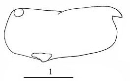 Outline of Paraconchoecia  dasyophthalma