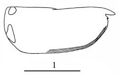 Outline of Paraconchoecia  dentata