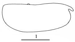 Outline of Paraconchoecia  dorsotuberculata