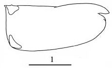 Outline of Paraconchoecia  echinata