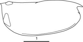 Outline of Paraconchoecia  hirsuta