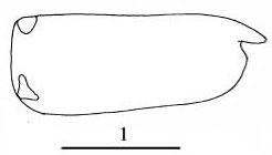 Outline of Paraconchoecia  inermis