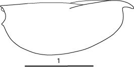 Outline of Paraconchoecia  mamillata