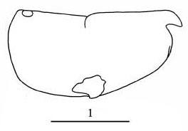 Outline of Paraconchoecia  mesadenia