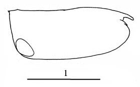 Outline of Paraconchoecia  oblonga
