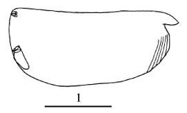 Outline of Paramollicia  dichotoma