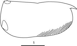 Outline of Paramollicia  major
