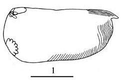 Outline of Paramollicia  plactolycos
