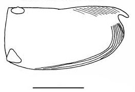 Outline of Paramollicia  rhynchena