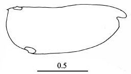 Outline of Proceroecia  procera