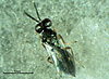 Cyrtogaster vulgaris