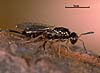 Roptrocerus mirus