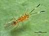 Cosmocomoidea morrilli