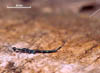 Doddifoenus wallacei
