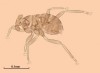 Dicopomorpha echmepterygis
