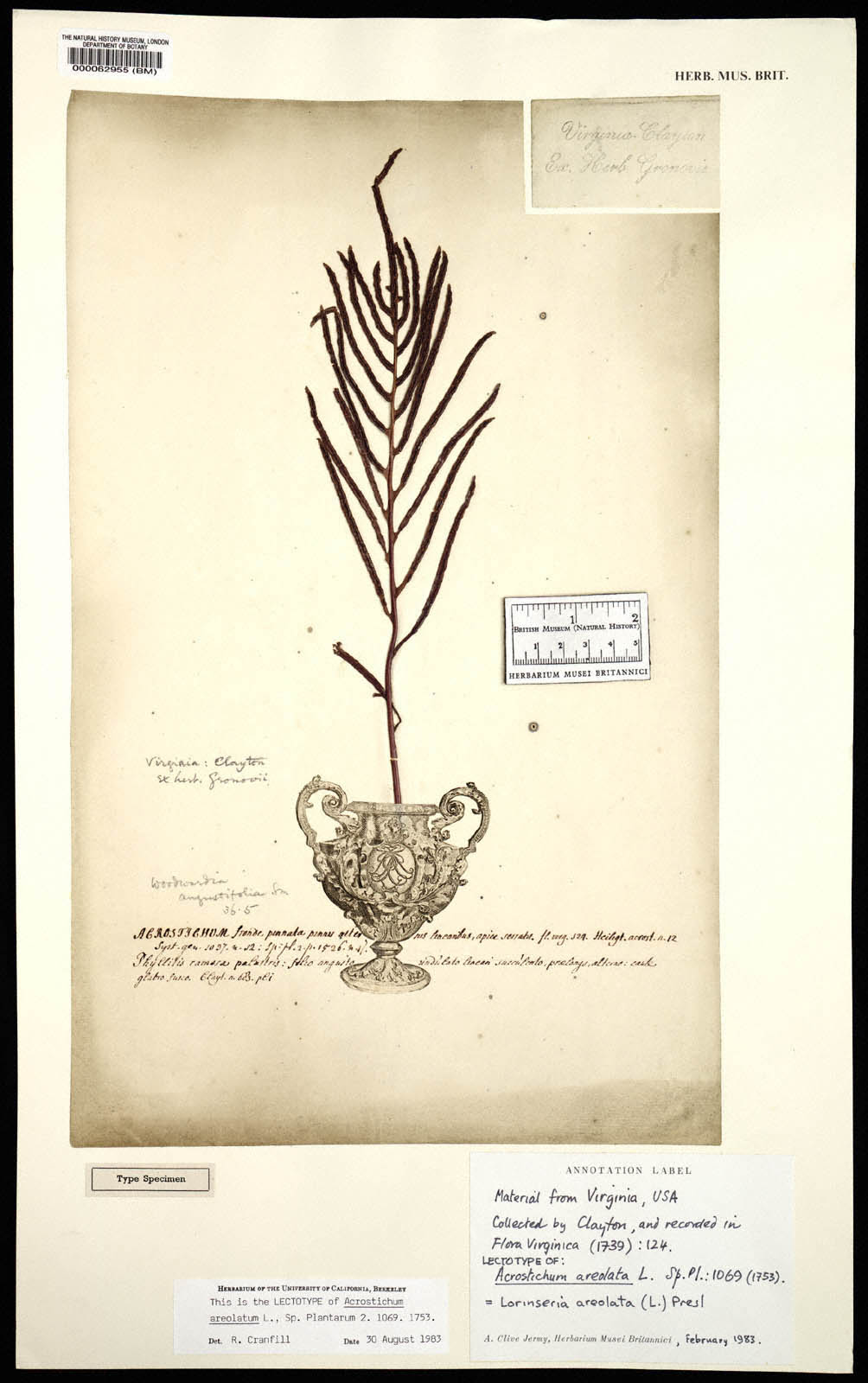 https://www.nhm.ac.uk/resources/research-curation/projects/clayton-herbarium/lgimages/BM000062955.JPG