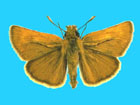 male - click to enlarge