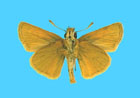male - click to enlarge